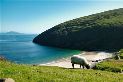Schaf oberhalb des Keem Beach auf Achill Island